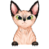 Sphynx