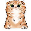 Scottish Fold