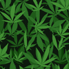 Cannabis