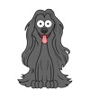 Afghan Hound 8