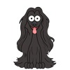 Afghan Hound 2