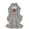 Afghan Hound 3