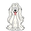 Afghan Hound 5