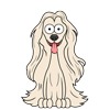Afghan Hound 1