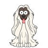 Afghan Hound 6