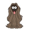 Afghan Hound 7