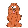 Afghan Hound 4