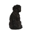 Affenpinscher 3