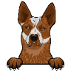 Australian Cattle Dog 1