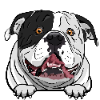 American Bulldog 1
