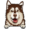 Alaskan Malamute 2