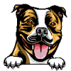 American Staffordshire Terrier 3