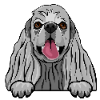 American Cocker Spaniel 3