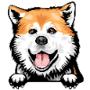 Akita 1