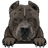 American Pitbull Terrier 3