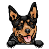 Australian Kelpie 3