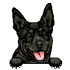 Australian Kelpie 1