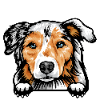 Australian Shepherd 2
