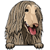 Afghan Hound