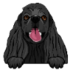 American Cocker Spaniel 1