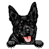 Australian Kelpie 2