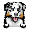 Australian Shepherd 1
