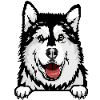 Alaskan Malamute 1