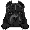 American Pitbull Terrier 1