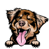 Australian Shepherd 3