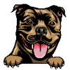 American Staffordshire Terrier 2