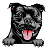 American Staffordshire Terrier 1