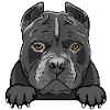 American Pitbull Terrier 2