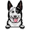 Australian Cattle Dog 2
