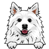 American Eskimo