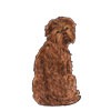 Affenpinscher 2