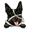 Australian Kelpie 1