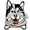 Alaskan Malamute 1