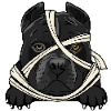 American Pitbull Terrier 1