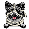 Akita 4