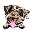 Australian Shepherd 3