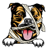 American Staffordshire Terrier 3