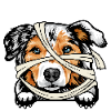 Australian Shepherd 2