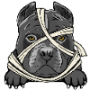 American Pitbull Terrier 2