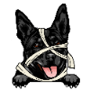 Australian Kelpie 2