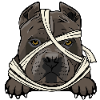 American Pitbull Terrier 3