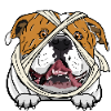 American Bulldog 2