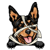 Australian Kelpie 3