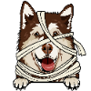 Alaskan Malamute 2