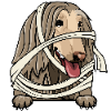 Afghan Hound
