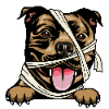 American Staffordshire Terrier 2